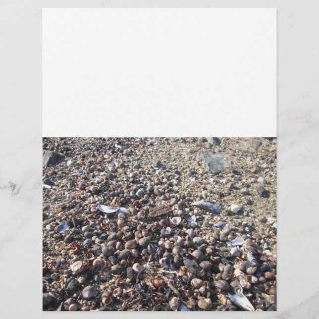 Seashell Beach Ocean Boarder Buch der Schattenseit Flyer (Vorne)
