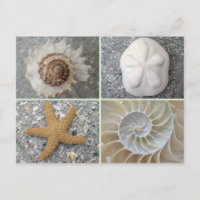 Seashell Collage