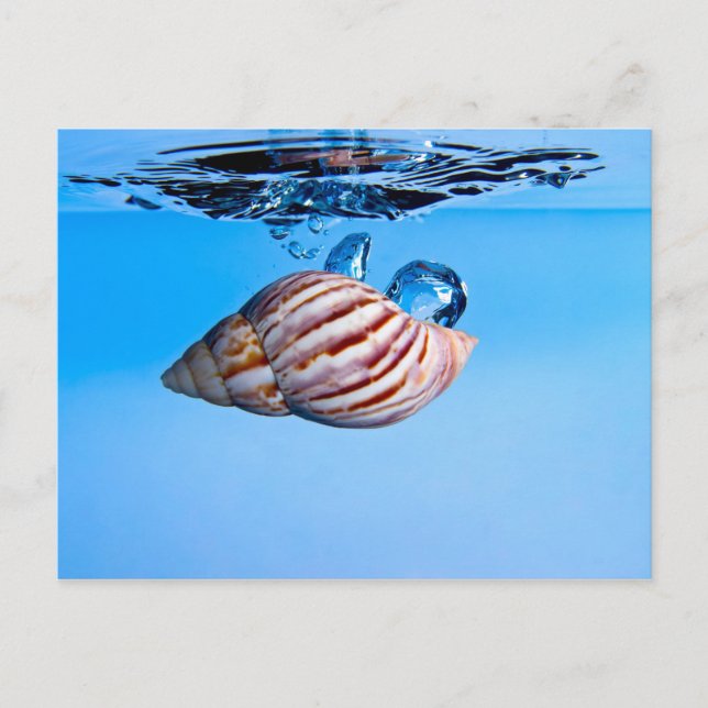 Seashell fällt ins Wasser Postkarte (Vorderseite)
