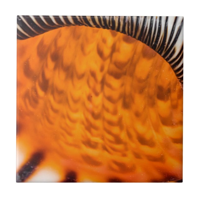 Seashell Fliese (Vorderseite)