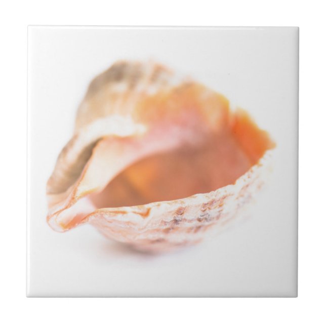 Seashell Fliese (Vorderseite)