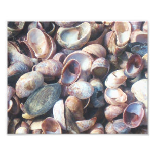 Seashell Foto Print
