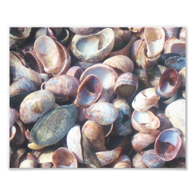 Seashell Foto Print (Vorne)