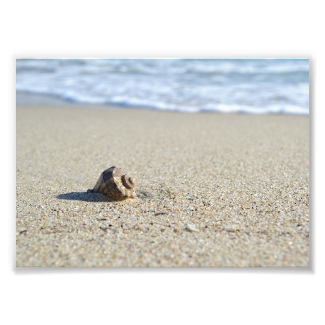 Seashell Fotodruck (Vorne)