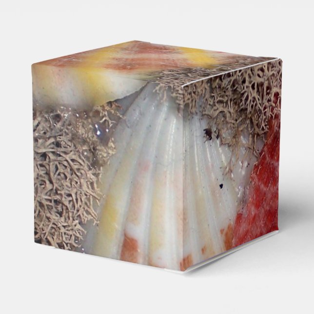 Seashell Geschenkschachtel (Rückseite)