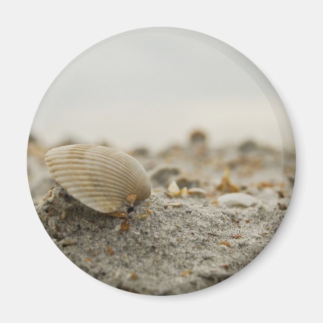 Seashell Magnet (Vorne)