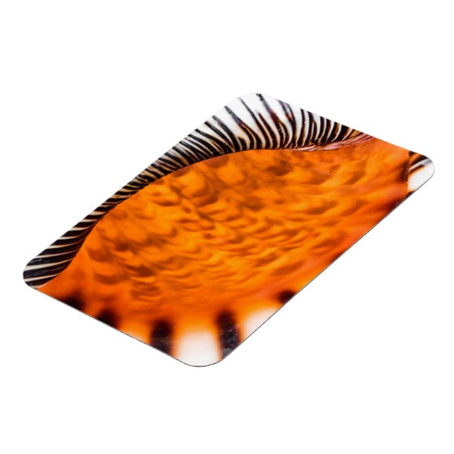 Seashell Magnet (Linke Seite)