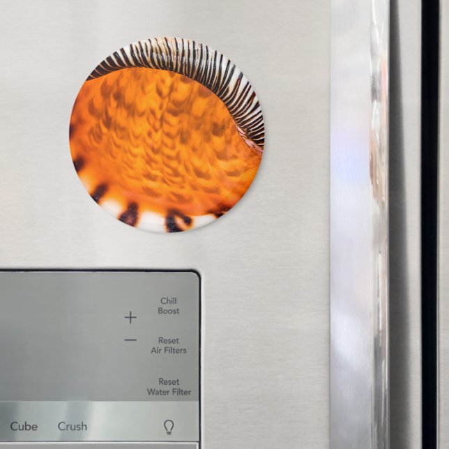 Seashell Magnet (In Situ (Kühlschrank))