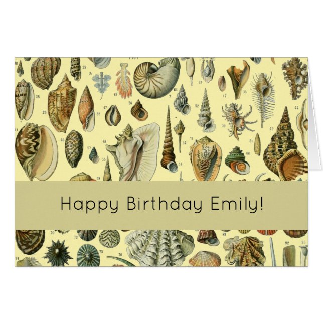 Seashell Muschel Mollusk Clam (Vorderseite (Horizontal))