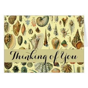 Seashell Muschel Mollusk Clam