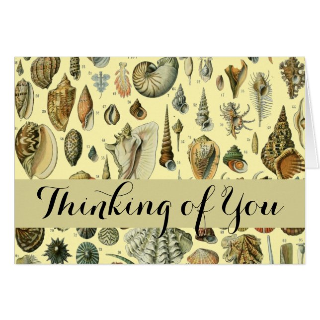 Seashell Muschel Mollusk Clam (Vorderseite (Horizontal))