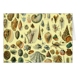 Seashell Muschel Mollusk Clam