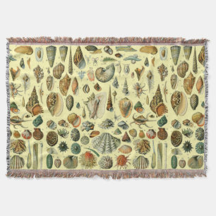 Seashell Muschel Mollusk Clam Decke