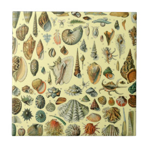 Seashell Muschel Mollusk Clam Fliese