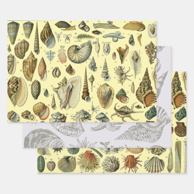Seashell Muschel Mollusk Clam Geschenkpapier Set (Set)