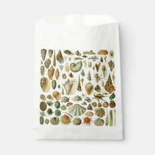Seashell Muschel Mollusk Clam Geschenktütchen