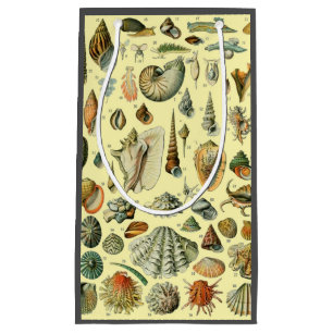 Seashell Muschel Mollusk Clam Kleine Geschenktüte