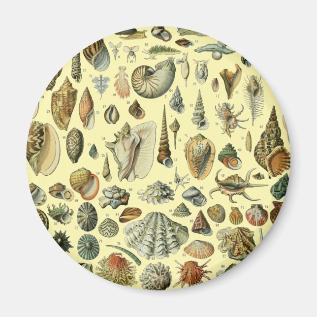 Seashell Muschel Mollusk Clam Magnet (Vorne)