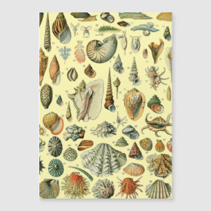 Seashell Muschel Mollusk Clam Magnetkarte