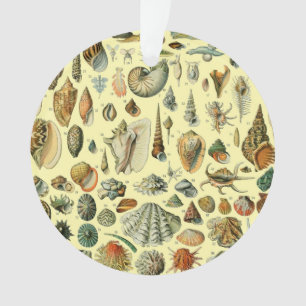 Seashell Muschel Mollusk Clam Ornament