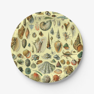 Seashell Muschel Mollusk Clam Pappteller