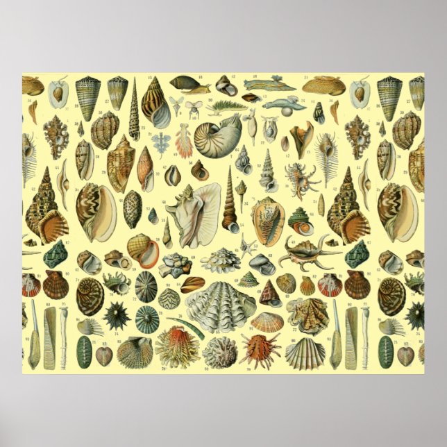 Seashell Muschel Mollusk Clam Poster (Vorne)