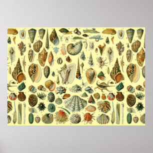 Seashell Muschel Mollusk Clam Poster