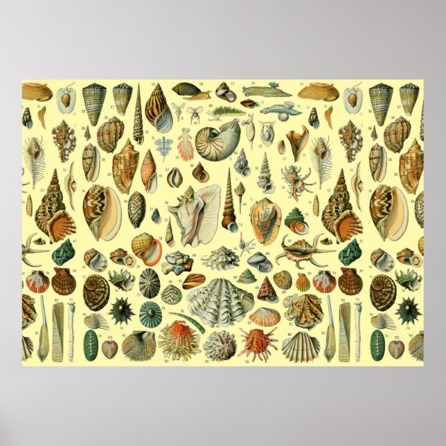 Seashell Muschel Mollusk Clam Poster (Vorne)