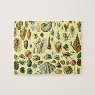 Seashell Muschel Mollusk Clam Puzzle