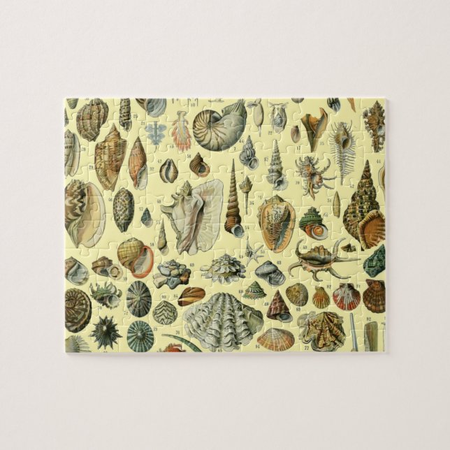 Seashell Muschel Mollusk Clam Puzzle (Horizontal)