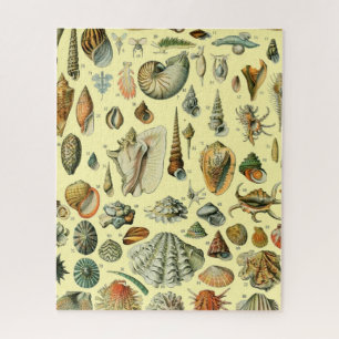 Seashell Muschel Mollusk Clam Puzzle