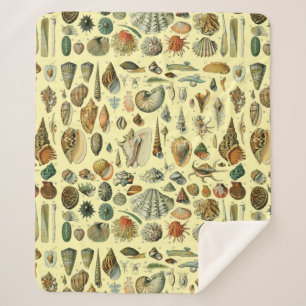 Seashell Muschel Mollusk Clam Sherpadecke