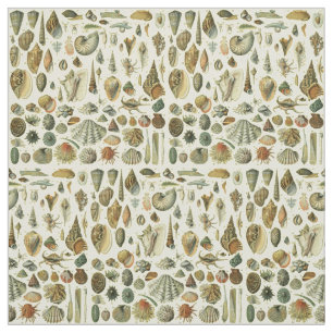Seashell Muschel Mollusk Clam Stoff
