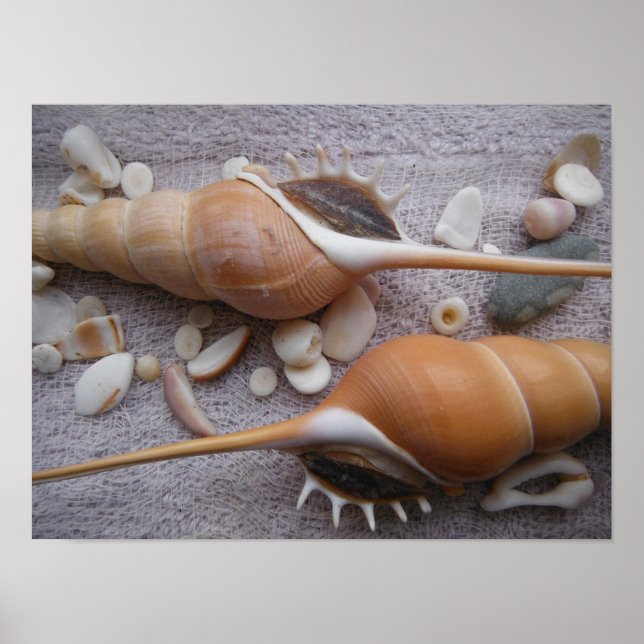 Seashell, Nautical, Beach, Summer, Custom Poster (Vorne)