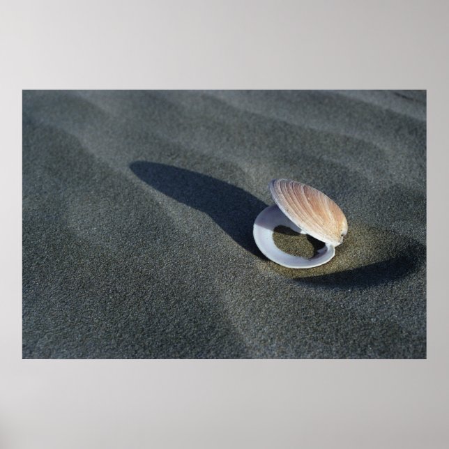 Seashell, Neuseeland Poster (Vorne)