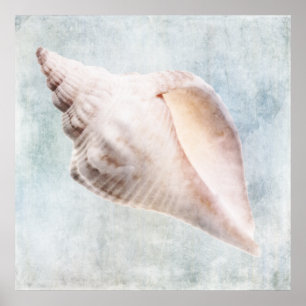 Seashell Not Coastal Blue Cream Watercolor Poster