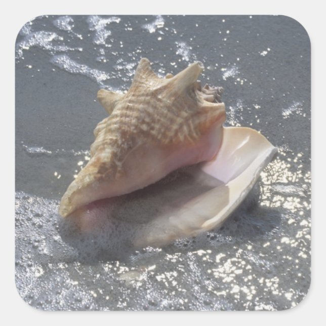 Seashell on Beach | Insel Sanibel, Florida Quadratischer Aufkleber (Vorderseite)