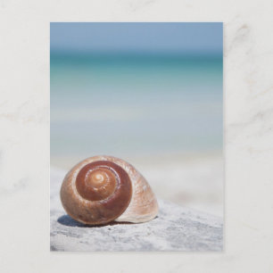 Seashell on Beach   St. Petersburg, Fl. Postkarte