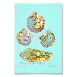 Seashell on Robins Egg Blue Fotodruck