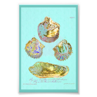 Seashell on Robins Egg Blue Fotodruck