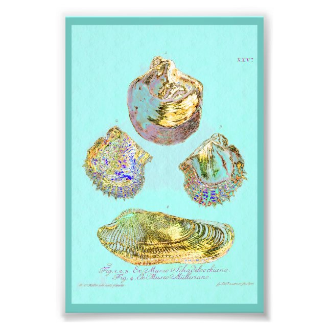 Seashell on Robins Egg Blue Fotodruck (Vorne)