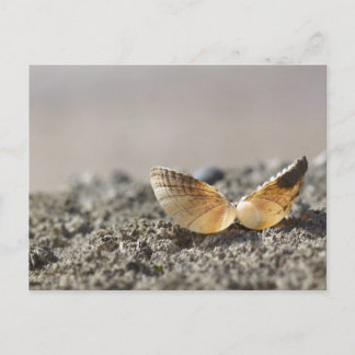 Seashell Postcard Postkarte