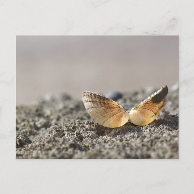Seashell Postcard Postkarte (Vorderseite)
