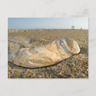 Seashell Postcard Postkarte