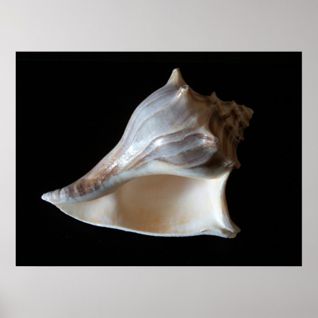 Seashell Poster (Vorne)