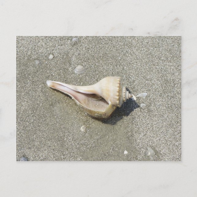 Seashell Postkarte (Vorderseite)