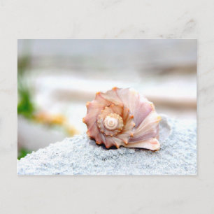 Seashell Postkarte