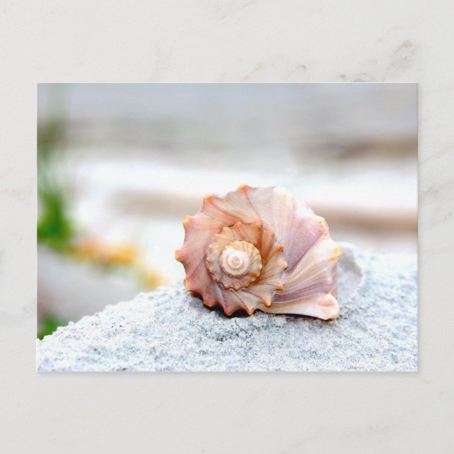 Seashell Postkarte (Vorderseite)