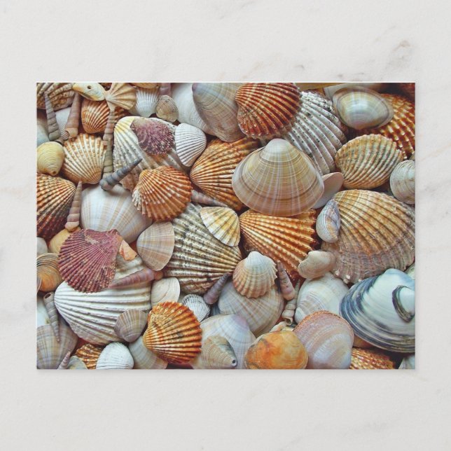 Seashell Postkarte (Vorderseite)