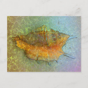 SEASHELL Postkarte